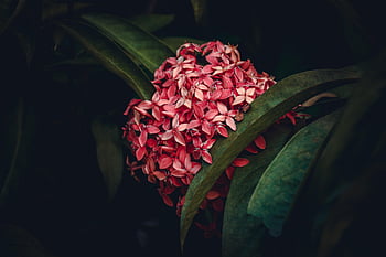 flower, Wallpaper, beautiful, floral, windows Wallpaper, red, nature, mac Wallpaper, natural, flower Wallpaper, green