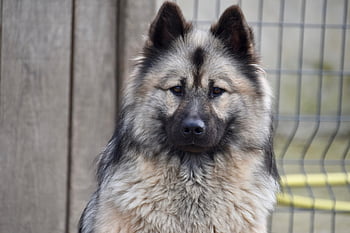 Pes, fena, pes eurasier, zvíře, psí čisté plemeno, domácí zvíře, pes vánoční modrá, rozkošný, eurasier, pejsek, Příroda