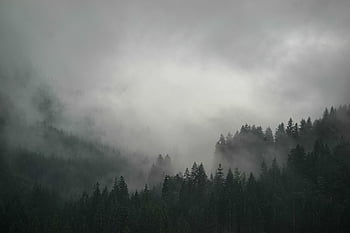 les, pozadí pracovní plochy, Windows tapety, Příroda, tapeta na zeď, tapety na plochu, plné hd tapetu, hory, mlha, krajina, Tapeta zdarma