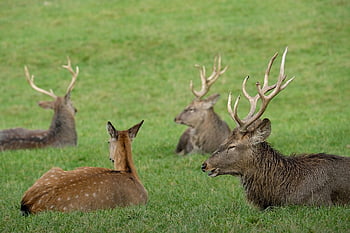 cervo, animali, natura, capriolo, daino, mammiferi, fauna, natura selvaggia, prato, mondo animale