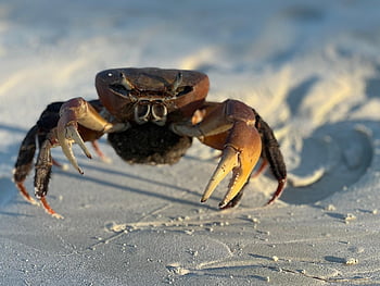 sea, crab, marine, creature, ocean, beach, fear, cancer