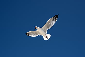 stříbrný racek, pták, racek, ornitologie, druh, fauna, ptačí, zvíře, zobák, volně žijících živočichů, létající
