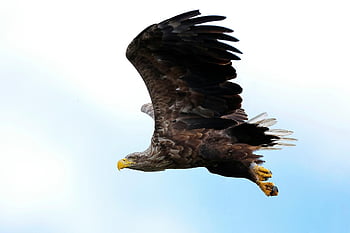 새, 흰 꼬리 독수리, 나는, 독수리, 동물, 맹금류, 야생 생물, 자연, 조류, 조류학, 종