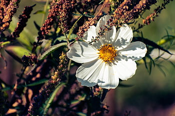 cosmos, fleur, plante, cosmée, cosmos bipinnatus, tomber, l'automne, la nature, Contexte, botanique, fermer