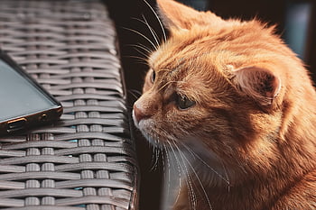 kat, kæledyr, tabby kat, orange tabby kat, indenlandske kat, hus kat, feline, natur, dyr, pattedyr, sød kat