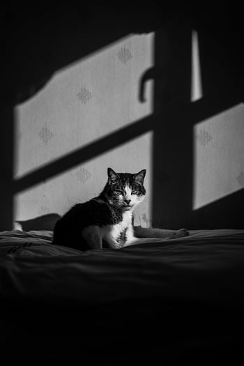 house, cat, pet, bed, eyes, animal, fur, whiskers, feline, furry, soft