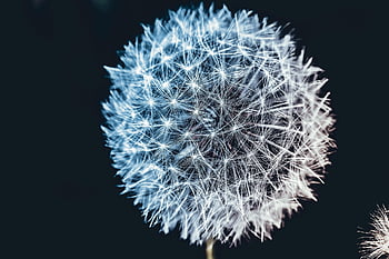 dandelion, flower Wallpaper, nature, flower, spring, flower Background, plants, summer, beautiful Flowers, seeds, flora