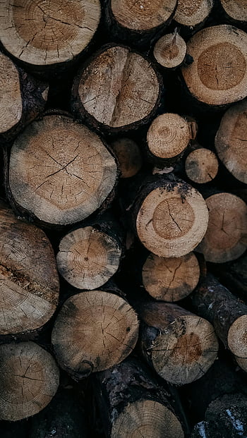 chopped timber, close-up view, wooden logs, stack of logs, Minsk, Belarus, natural wood, tree rings, outdoor scene, firewood, lumber industry