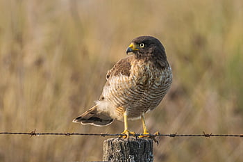 roadside Hawk, nature, hawk, bird, rupornis Magnirostris, harrier, animal, bird Of Prey, raptor, wildlife, predator
