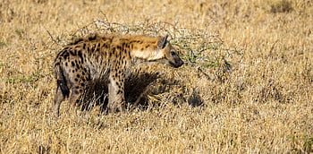 ύαινα, Τανζανία, serengeti, φύση, ζώο, ερημιά, άγρια ​​ζωή, Αφρική, θηρευτής