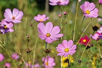 cosmea, flower Background, beautiful Flowers, jewelry Basket, flower, garden Cosmos, flower Meadow, nature, blossom, bloom, plant