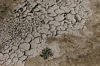 cracked dry ground, desert area, dry cracked earth, single plant, drought conditions, climate impact, arid landscape, environmental change, dry soil, cracked earth, desert plant