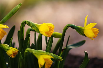 květiny, krásné květiny, květinové tapety, narcisy, květ, botanika, Příroda, růst, okvětní lístky, velikonoční zvony, jarní květiny