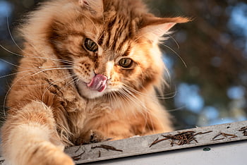 kočka, Kočkovitý, zázvor, srst, roztomilý, portrét, domácí zvíře, domácí, zvíře, kožešinový, maine coon