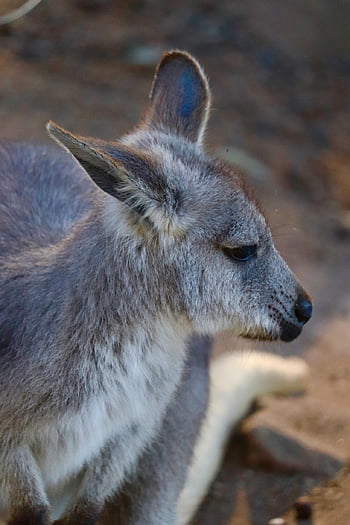 kanguru, hewan, australia, alam, margasatwa, joey, walabi, berkantung, liar, fauna, asli