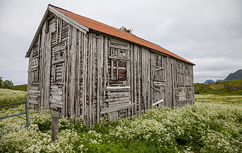 dřevěný dům, opuštěný, venkovský, yard, květinové tapety, květiny, krásné květiny, opuštěný dům, Příroda, květinové pozadí, zchátralý