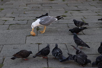 pigeons, loaf, wolf Down, nature, venice, animals, birds, gull