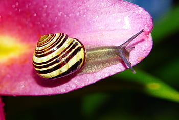 wstężyk Huntsman, molluscum, lily, petal, drops, rain, animals, nature, outside, invertebrates, closeup