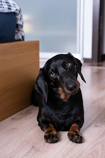 χαριτωμένο dachshund, ΞΥΛΙΝΟ ΔΑΠΕΔΟ, εσωτερικό σκυλί, περίεργη προσωπικότητα, μαύρο είδος γερμανικού κυνηγετικού σκύλου, φωτογραφία κατοικίδιων ζώων, ξαπλώστρες, εσωτερικά κατοικίδια ζώα, σκύλος στο πάτωμα, χαριτωμένα κατοικίδια ζώα, Dachshund σε εσωτερικούς χώρους