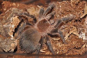 tarantula, örümcek, eklembacaklılardan, hayvan, dokumacı, böcek, Arachnophobia, doğa, yaban hayatı, hayvan dünyası, ürpertici