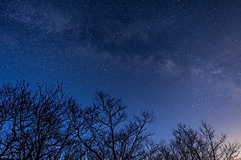 noc, strom, hvězdnatý, nebe, galaxie, prostor, stromy, silueta, Příroda, astronomie, venku