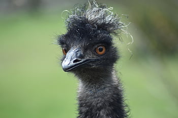uccello, emu, volare, becco, animale, fauna, aviaria, ornitologia, acconciatura, natura, australiano