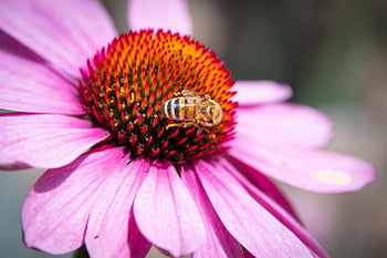včelí med, fialový coneflower, opylování, coneflower, květinové pozadí, květinové tapety, květ, krásné květiny, echinacea purpurea, zblízka, hmyz
