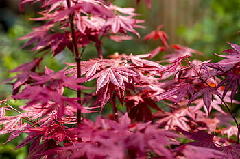 acer, acer palmatum, javor, strom, barvitý, Příroda, listy