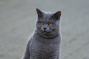 animal, cat, mammal, pet, domestic Animal, domestic, nature, portrait, gray Cat, domestic Cat, kitten