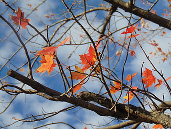 yoga, japan, maple, meditation, zen, relaxation, nature