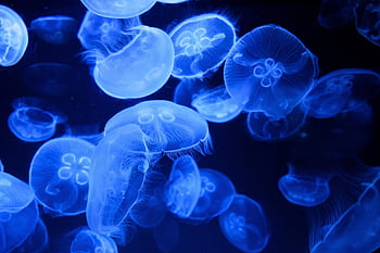 jellyfishes, mořské želé, zvíře, mořský život, Příroda, oceánský život, volně žijících živočichů, cnidarian, podmořský, moře, Baltské moře