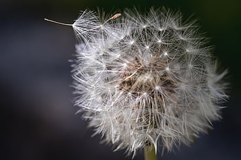 paardebloem, bloem, zaden, zaad hoofd, vliegende zaden, pluizig, puntige bloem, fabriek, de lente, weide, natuur