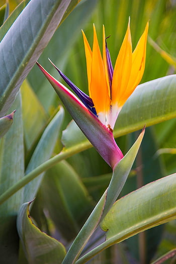 strelitzia, rajka květ, květ, rostlina, flóra, Příroda, barvitý, zahrada