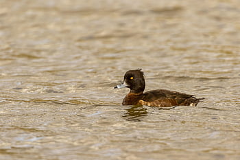 anatidae, animale, anseriformes, aythya, becco, bellissimo, uccello, nero, buio, anatra, ambiente