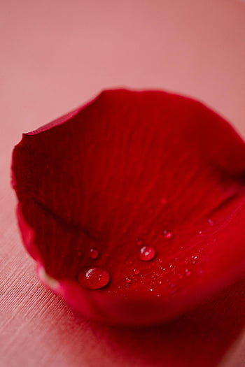 red rose petal, pink surface, vivid colors, dewdrops, fresh, aromatic, delicate, close-up, floral, nature, macro photography
