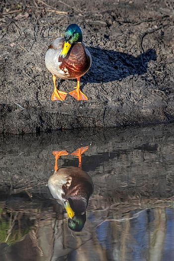 Pato, pato selvagem, lago, rio, reflexão, agua, Pato macho, pássaro, aves aquáticas, pássaro aquático, ave aquática