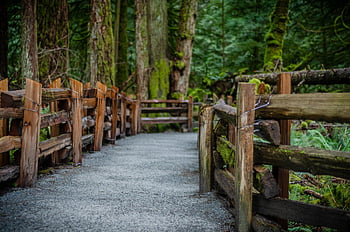 katedrální háj, před naším letopočtem, ostrov Vancouver, přístav alberni, deštný prales, Jurský park