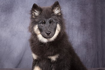 dog, young Dog, puppy, portrait, dog Eurasier, eurasier Pure Breed, pet, nature, bitch Philia, fur Color Black Sand, adorable