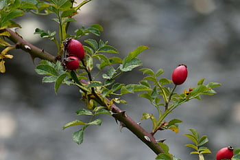 rose hofte, frugter, afdeling, blade, røde frugter, rose hep, rose haw, Kvist, plante, natur, efterår