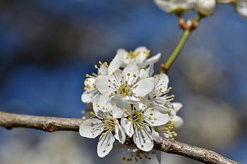 plum Blossom, blossom, bloom, nature, plum Tree, branches, plum, fruit Tree Blossom, bud, plum Buds, spring