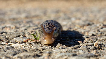 slug, insect, snail, nature, animal, insects, bug, wildlife, creature, fauna, mollusk