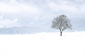 sníh, zimní, strom, krajina, Příroda, bílý, holý strom, zasněžený, snowscape, jinovatka, pole