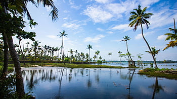palmiers, plage, scène tropicale tranquille, l'eau calme, ciel bleu vibrant, paysage tropical, paysages côtiers, plage serein, reflet de palmier, paradis tropical, palmiers en bord de mer