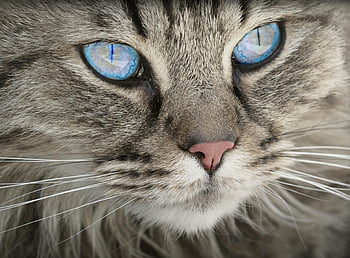 Blue Eyed Grey Talby Cat, detailní portrét, domácí kočka, Nárazné modré oči, Měkká šedá srst, Podrobný detail, kočičí oči, šedá mourek, modré oči, kočka portrét, pet fotografování