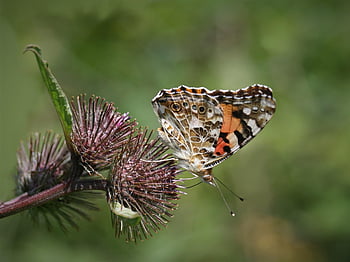 vanessa Cardui, butterfly, insect, burdock, wild Plant, blossoms, nature