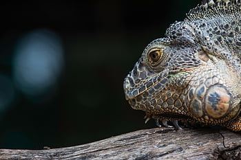 iguana, reptile, scaly, dragon, scales, animal, wilderness, wild Animal, wild, wildlife, wildlife Photography