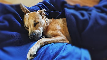 mascot, animal, pitbull, small Breed, domestic, pet, dog, sleeping
