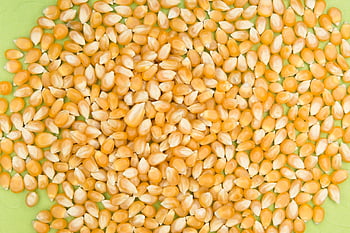 Mais, Popcorn, secco, cibo, buongustaio, pasto, buon appetito, ingrediente, biologico, delizioso, cucinare