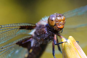 vážka, hmyz, složené oči, křídla, entomologie, zblízka