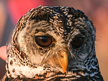 owl, bird, animal, plumage, birds Of Prey, predator, wildlife, nature, raptor, feathers, beak
